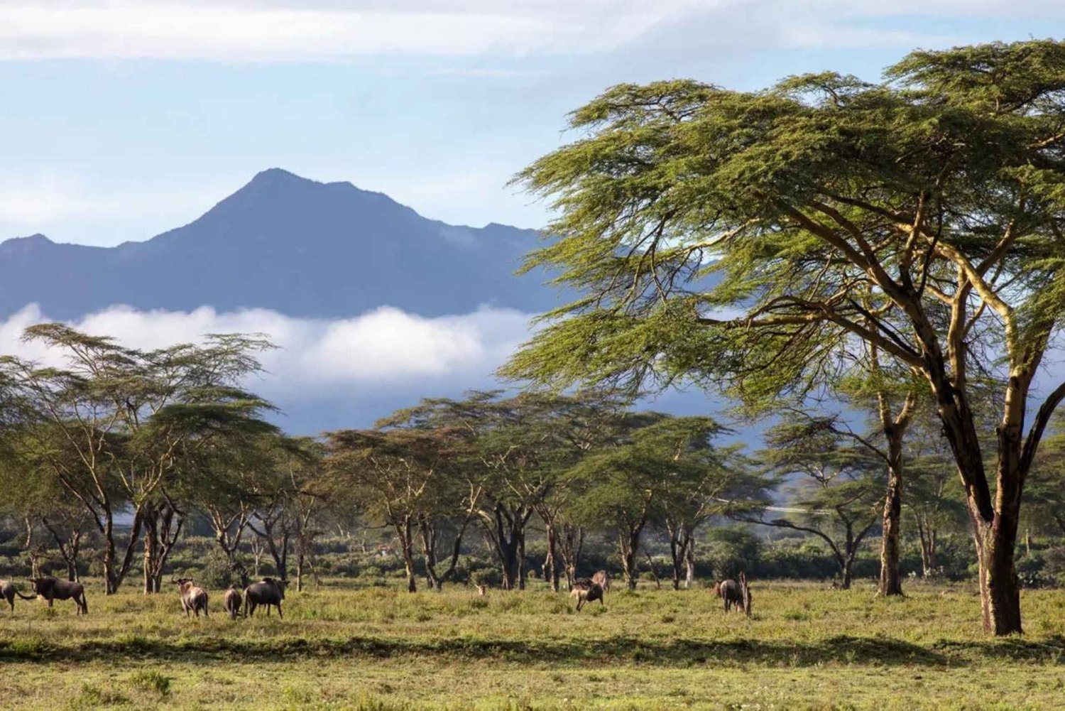 Nairobi: Safari på hesteryggen med transport og lunsj