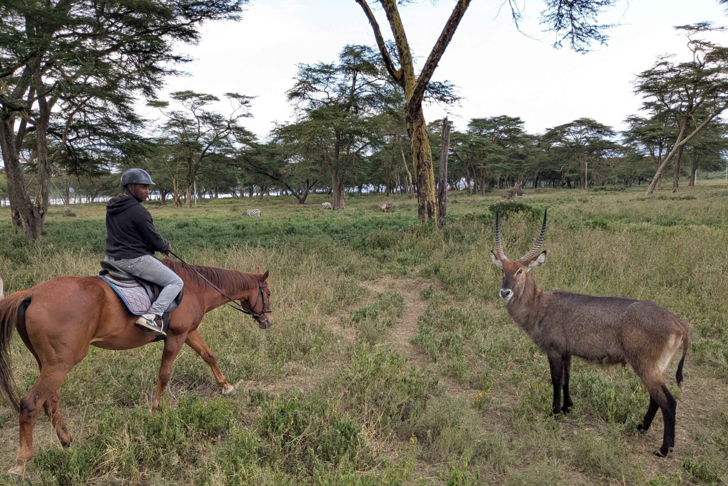 Nairobi: Horseback Wildlife Safari with Transfers and Lunch