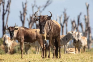 Nairobi: safari a caballo con traslado y almuerzo