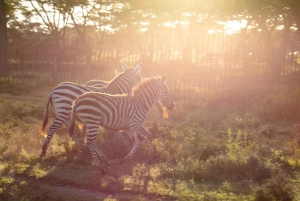 Nairobi: safari a caballo con traslado y almuerzo