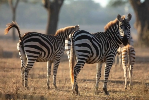 Nairobi: safari a caballo con traslado y almuerzo