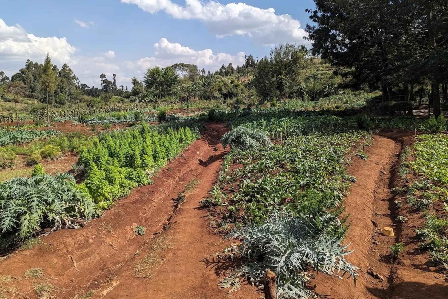 Nairobi: Kangemi Mlango Organic Farm Guided Tour