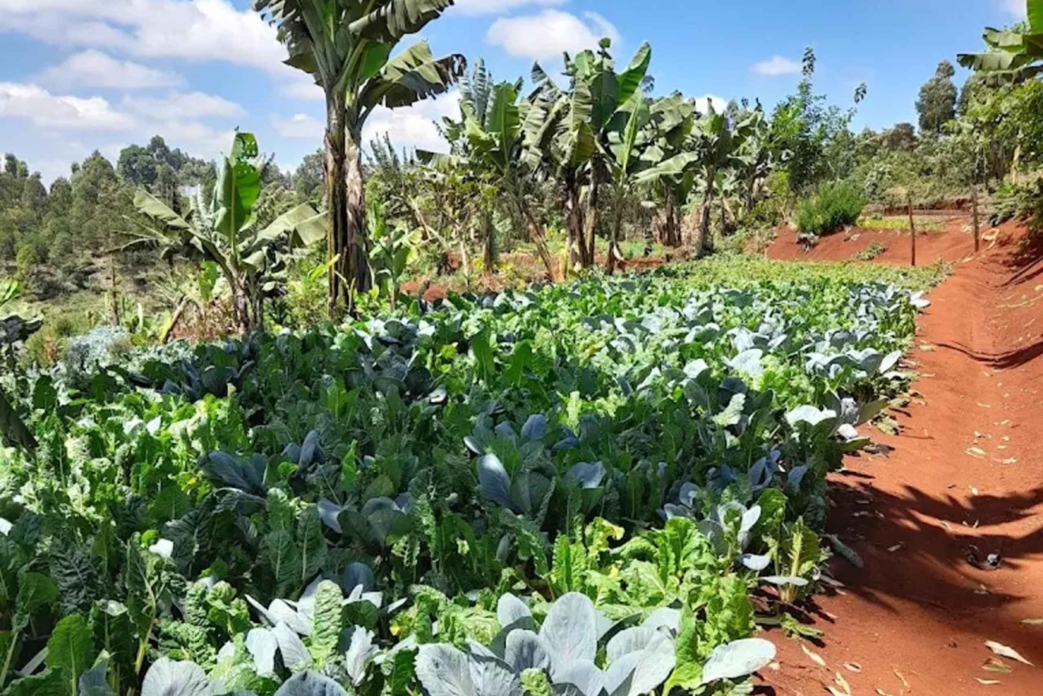 Nairobi: Kangemi Mlango Organic Farm Guided Tour