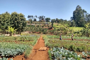 Nairobi: Kangemi Mlango Organic Farm Guided Tour