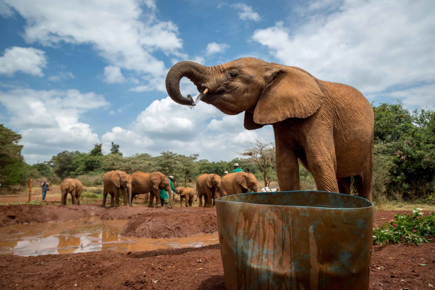 Nairobi: Karen Blixen, Elefant Orphanage & Girraffe Centre.