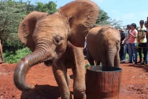 Nairobi: Karen Blixen, Elefant Orphanage & Girraffe Centre.