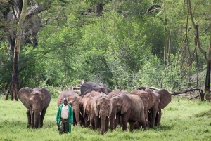 Nairobi: Karen Blixen, Elefant Orphanage & Girraffe Centre.