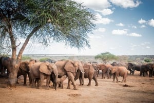 Nairóbi: Karen Blixen, Orfanato de Elefantes e Centro de Girafas