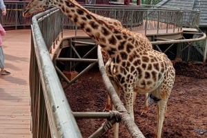 Nairobi : Karen Blixen, orphelinat d'éléphants et centre de girafes