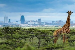 Nairobi: Visitas y tickets de entrada a la Experiencia del Museo Karen Blixen