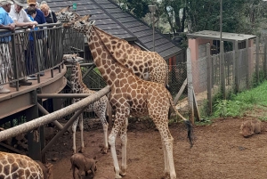 Muzeum Karen Blixen, koraliki Kobe i centrum żyraf