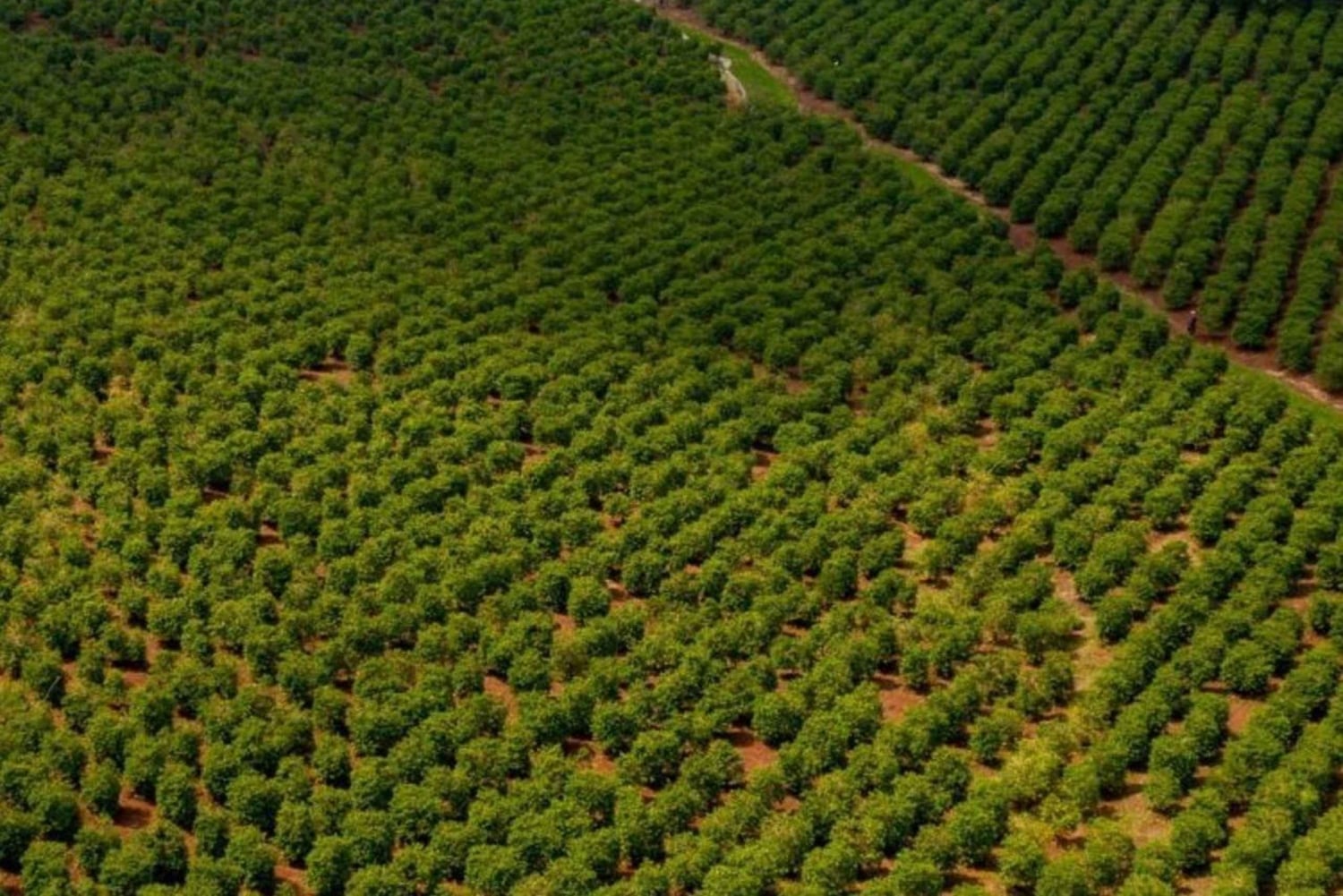 Nairobi: Karunguru Kaffeefarm-Tour