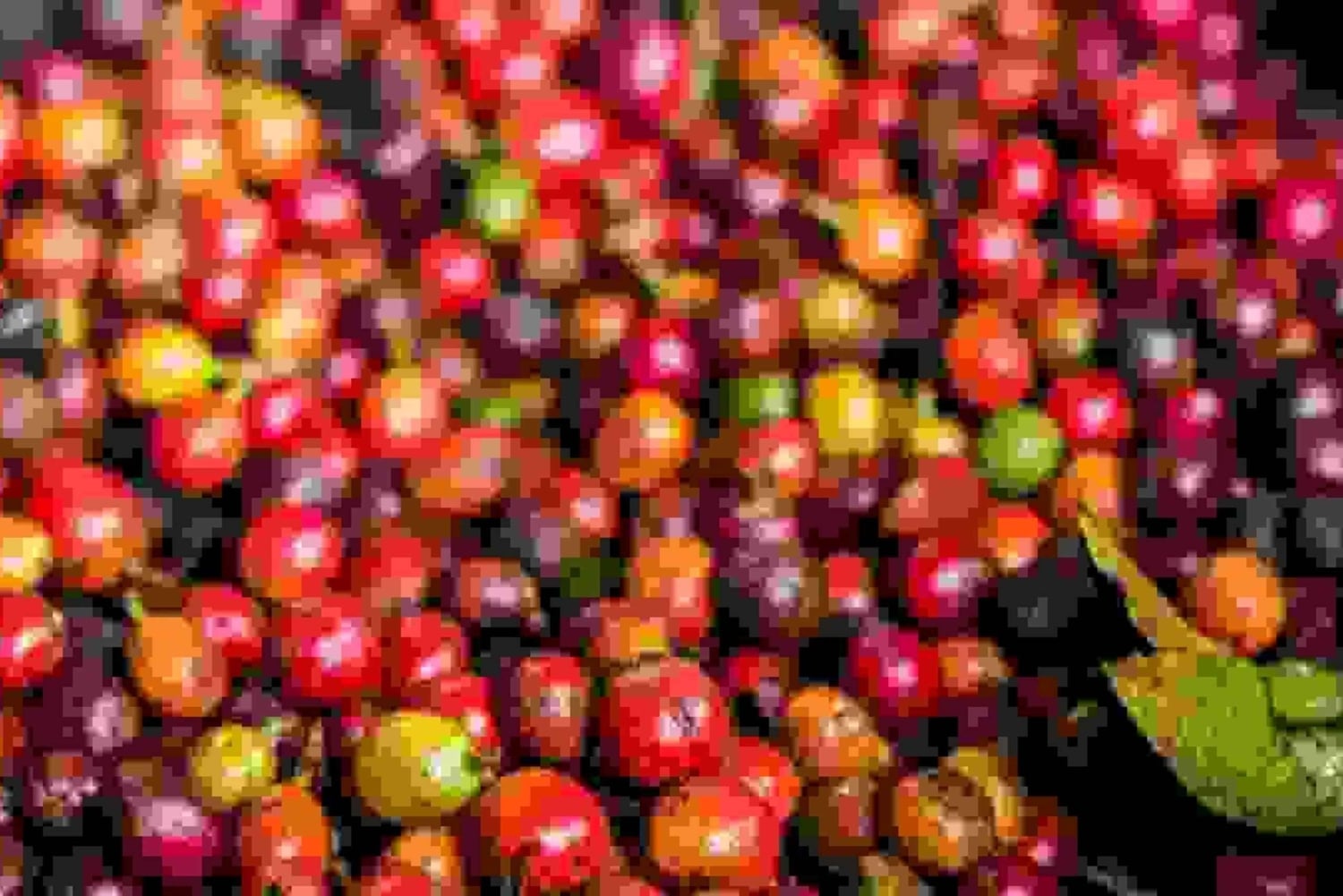 Nairobi: Karunguru Kaffeefarm-Tour