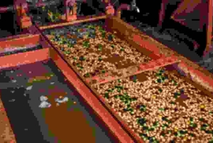 Nairobi: Karunguru Kaffeefarm-Tour