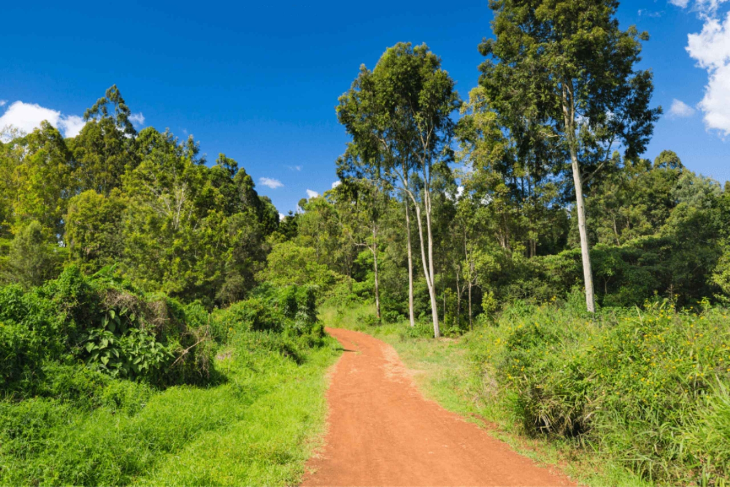 Nairobi: Karura and Oloolua Forests Guided Day Tour