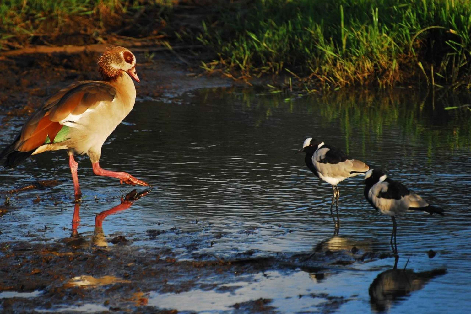 Nairobi: Karura Forest Guided Walking Tour