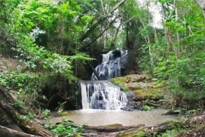 Nairobi: From Nairobi-Karura Forest Guided Walking Tour