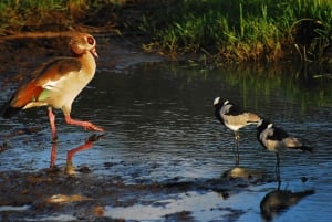 Nairobi: Karura Forest Guided Walking Tour