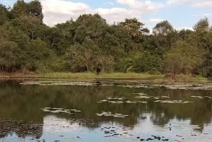 Nairobi: Karura Forest Guided Walking Tour