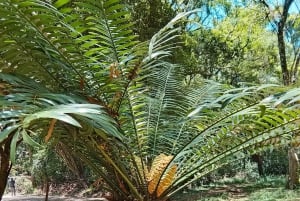 Nairobi: Karura Forest Guided Walking Tour