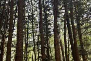 Nairobi: Karura Forest Guided Walking Tour