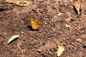 Nairobi: Karura Forest Guided Walking Tour