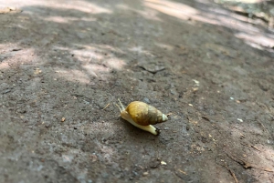 Nairobi: Karura Forest Guided Walking Tour