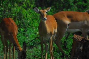Nairobi: Wycieczka piesza z przewodnikiem po lesie Karura