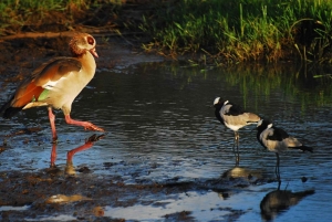 Nairobi: Wycieczka piesza z przewodnikiem po lesie Karura