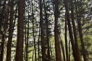 Nairobi: Wycieczka piesza z przewodnikiem po lesie Karura