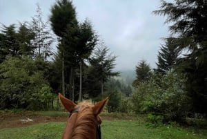 Nairobi: Karura Forest Horseback Riding Tour