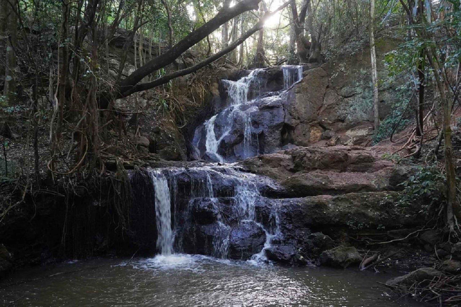 Nairobi: Percorso naturalistico della foresta di Karura ed escursione