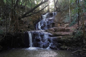Nairobi: Karura Forest Nature Trail og vandretur