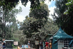 Nairobi: Karura Forest Nature Trail og vandretur