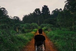 Nairobi: Percorso naturalistico della foresta di Karura ed escursione