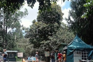 Nairobi: Percorso naturalistico della foresta di Karura ed escursione