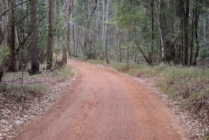 Nairobi: Percorso naturalistico della foresta di Karura ed escursione