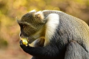Nairobi: Percorso naturalistico della foresta di Karura ed escursione