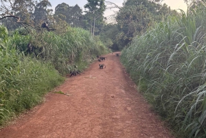 Nairobi: tour della foresta di Karura (in tedesco)