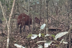 Nairobi: tour della foresta di Karura (in tedesco)