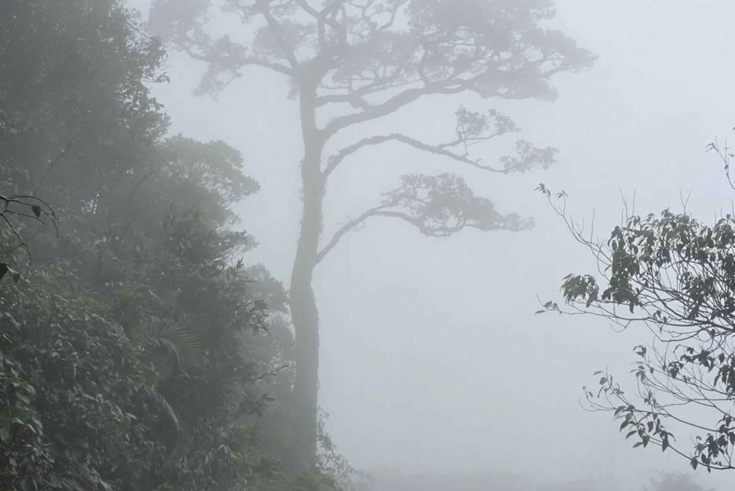 Nairobi: Karura Forest Walk for JKIA Layovers