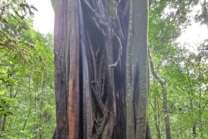 Nairobi: Karura Forest Walk for JKIA Layovers