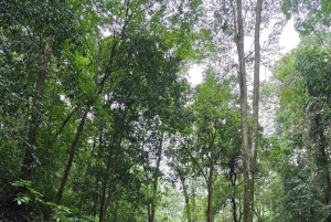 Nairobi: Karura Forest Walk for JKIA Layovers