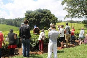 Nairobi: Kiambethu Tea Farm Day Tour with Lunch