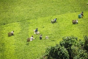 Nairobi: Kiambethu Tea Farm Day Tour with Lunch