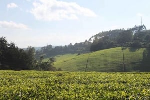 Nairobi: Kiambethu Tea Farm Tour lounaalla