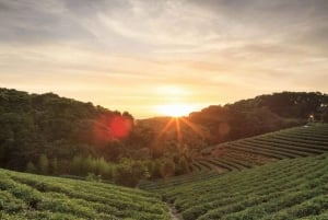 Nairobi: Kiambethu Tea Farm Tour lounaalla