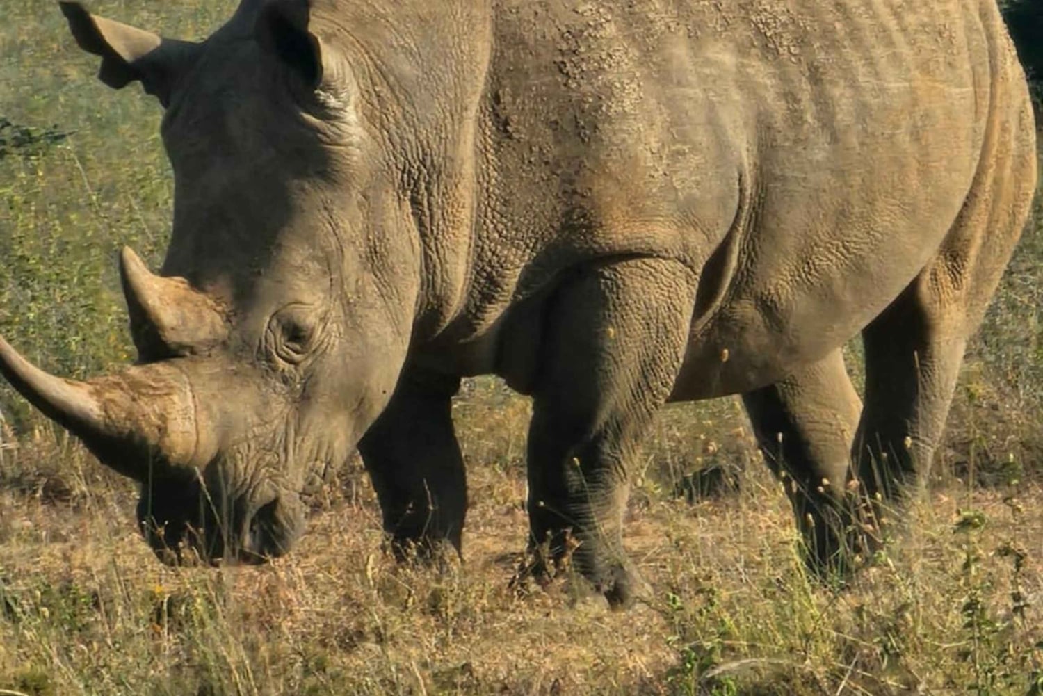 Nairobi: dziecięce safari w Parku Narodowym Nairobi