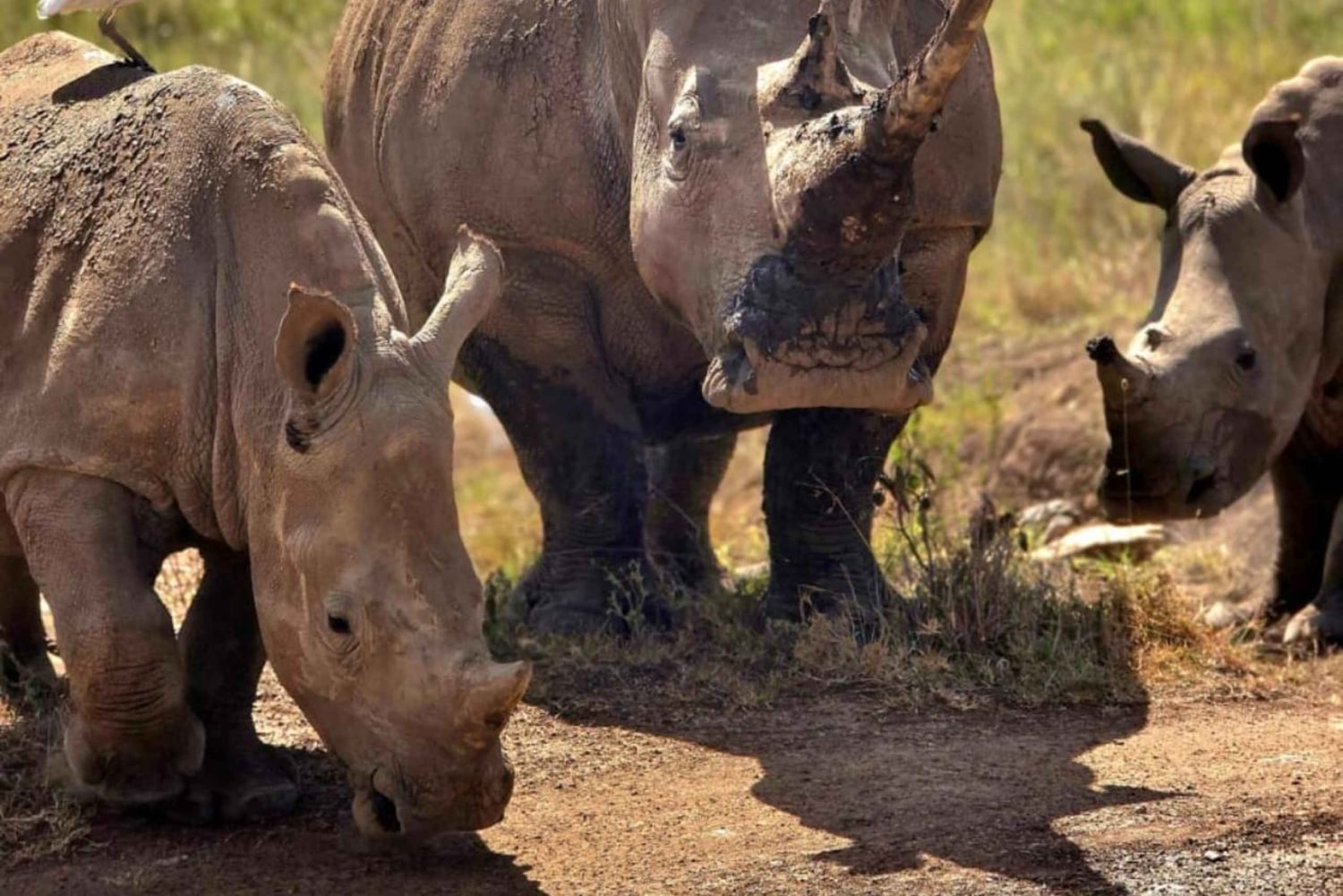 Nairobi: dziecięce safari w Parku Narodowym Nairobi