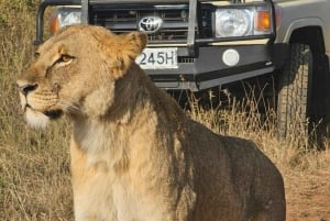 Nairobi: dziecięce safari w Parku Narodowym Nairobi